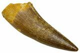 Fossil Plesiosaur (Zarafasaura) Tooth - Morocco #369983-1